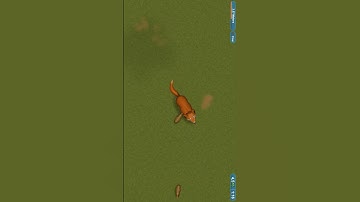 Tasty Planet Forever - AUSTRALIAN DINGO - Level 6 #shorts #tastyplanetforever #games #walkthrough