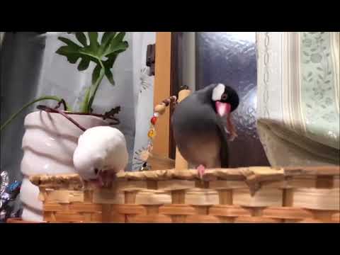 文鳥のカイカイスローモーション。から＆つる・桜文鳥＆白文鳥