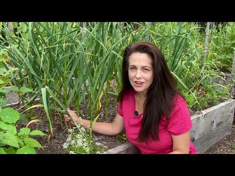 Vidéo: Companions For Garlic Plants - Des plantes qui poussent bien avec l'ail