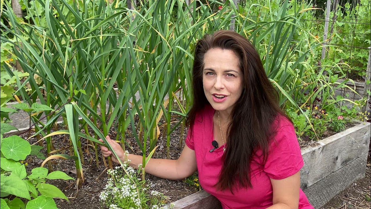 GarlicHarvesting Time / C'est le temps de récolter l'ail YouTube