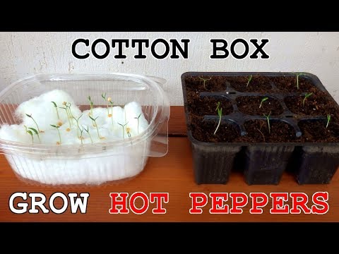 Video: Quanto tempo impiegano i peperoncini verdi a crescere?