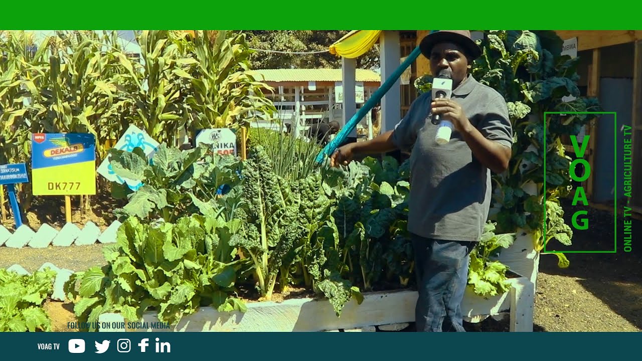 BUSTANI ZINAZOWAFAA WATU WAISHIO KWENYE NYUMBA ZA KUPANGA AU MIJINI   |    MODESTUS NANDE