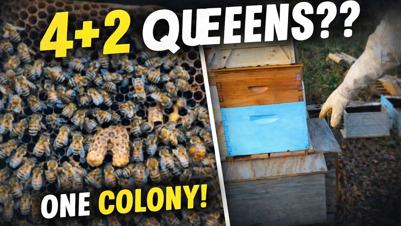 Phase 6: 4 Queens Established. Can We Successfully Add 2 More In One Colony #PolyQueen 