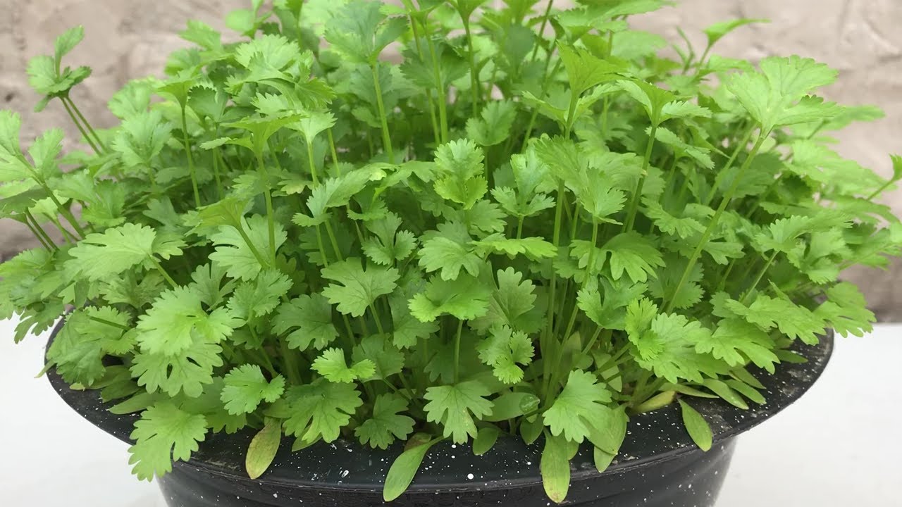 How to grow coriander in pots at home - YouTube