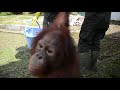 Orangutans Go to School at BOS Nyaru Menteng