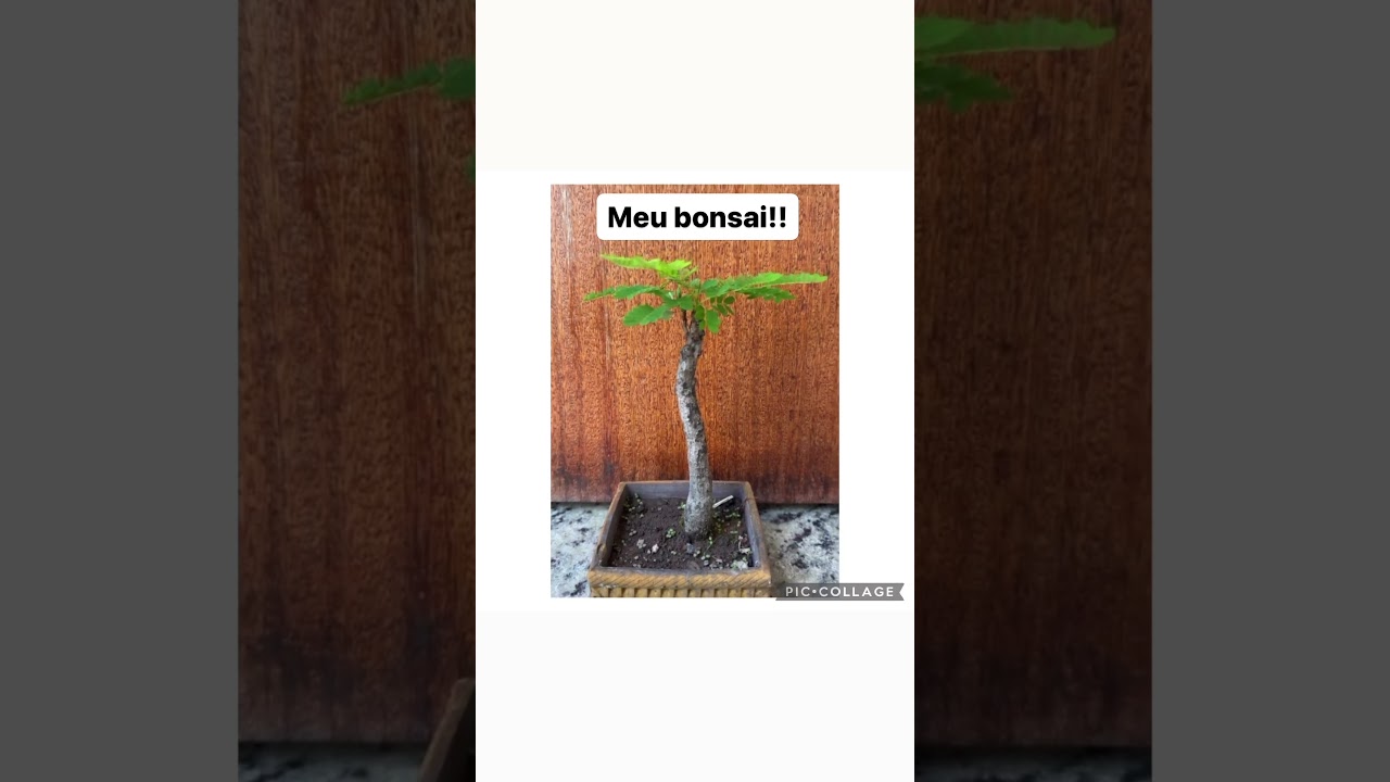 #bonsai