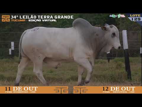 LOTE 129