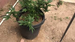 2019 May outdoor Cali flowers and veg