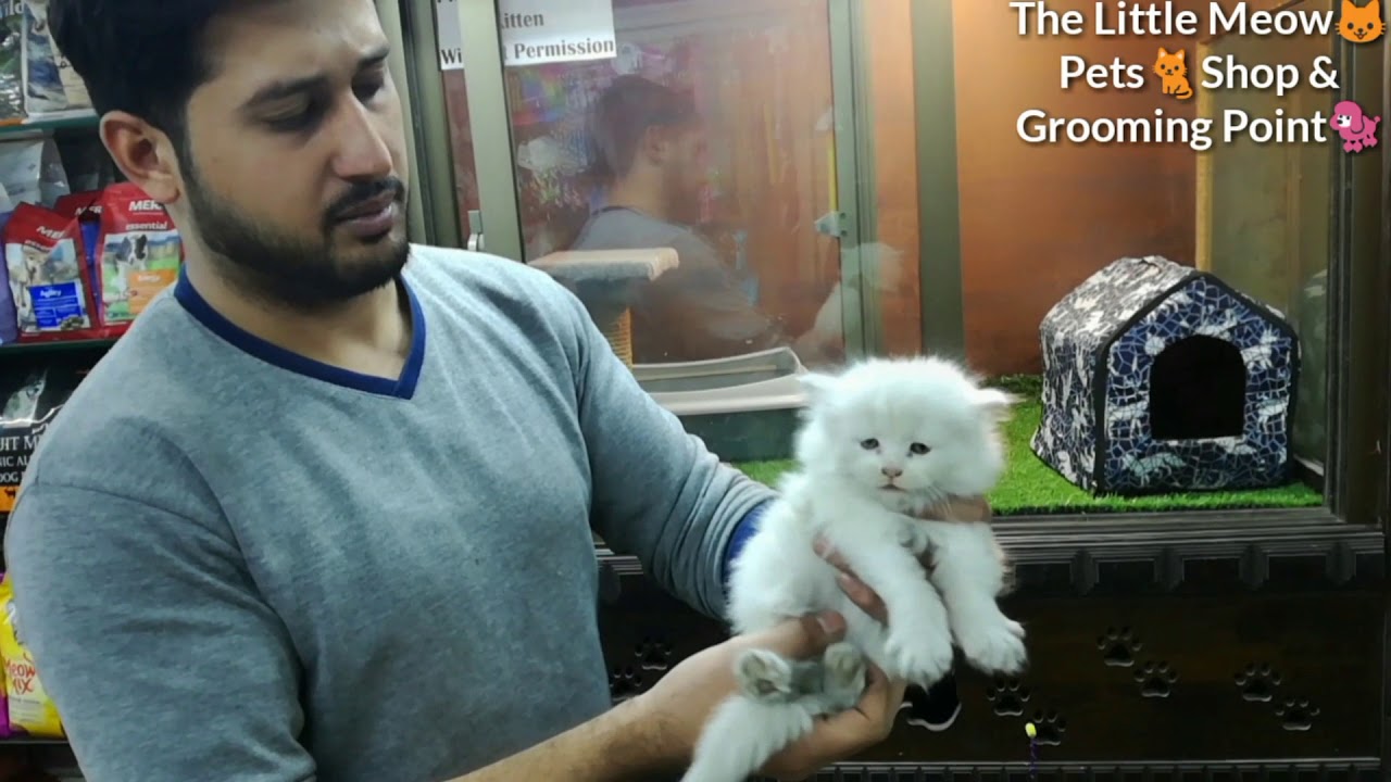 The Little Meow Pets Shop & Grooming Centre detail interview with Humza Malik🙂