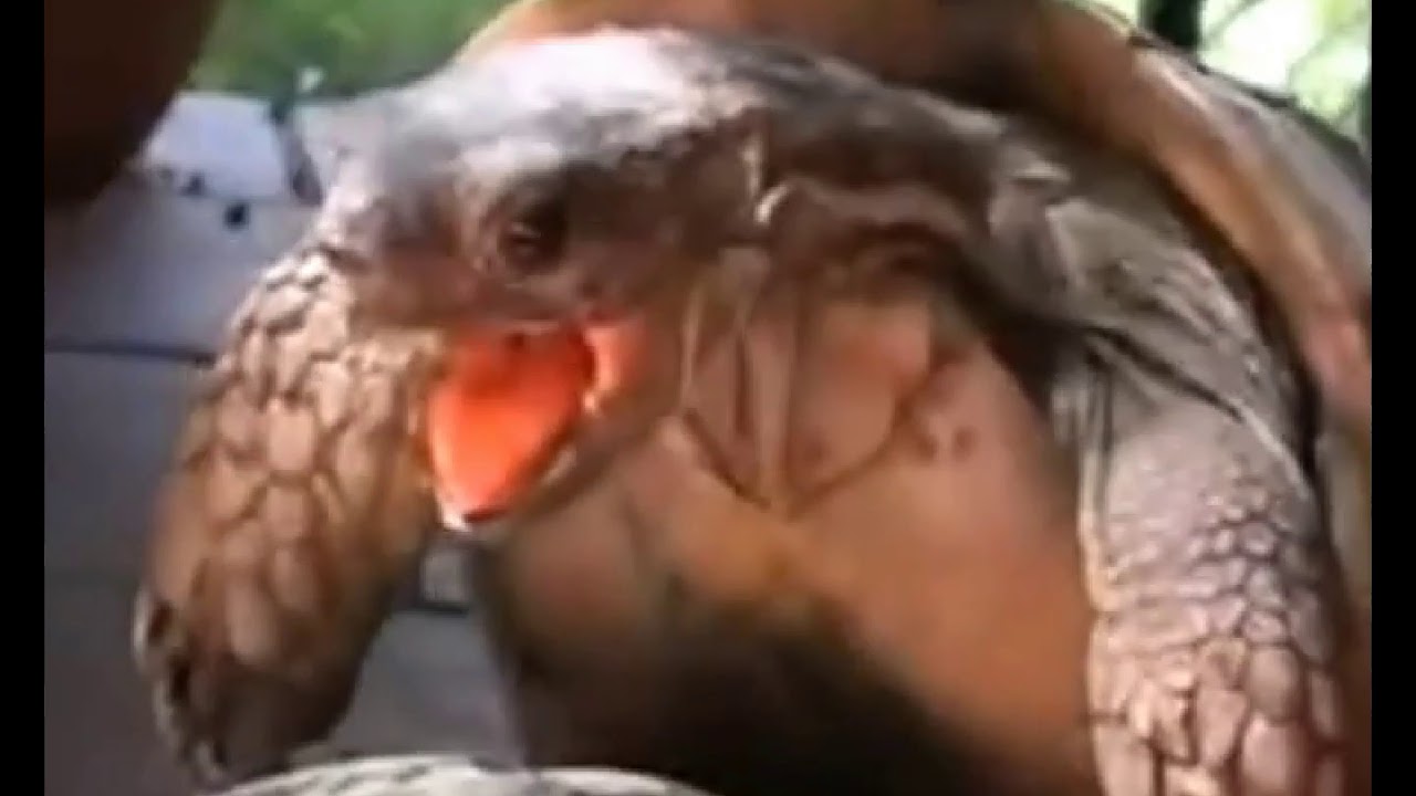 Turtles best video - 100% amazing - YouTube.