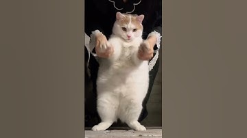 Fat cat dance: cat funny dance that smile your day #funnydance #funny #catdance #catfunny #video