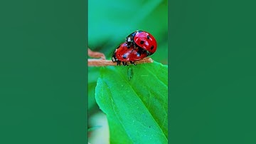 Ladybugs: reproduction can last more than 3 hours. #ladybugs #coccinellidae #macro #insects