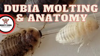 The Anatomy & Life Cycle Of Dubia Roaches|Molting & Instars|Positive Facts For Breeding Dubia#dubia