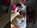①バナナ食べる?カラスのクッピBGMキジバト&ツバメ2022/5/18撮影