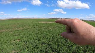 2018 No-Till Alfalfa in the spring of 2019