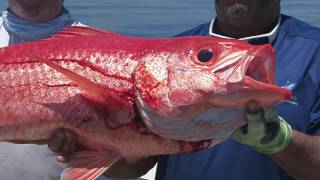 Yankee Capts :30 Promo  - Florida Sport Fishing TV - Long Range Headboat Fishing