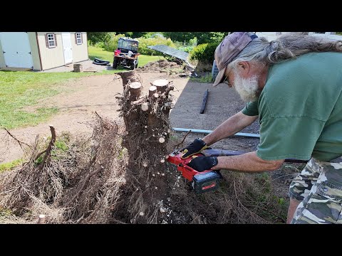 Removing An Overgrown Bush As Part Of A Drainage Project