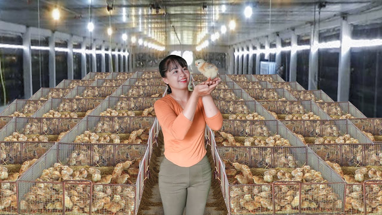 Buy 300 Chicks From Hatchery - Use 3-Wheeled Truck Transport Many Chicks Go To Sell For Villager