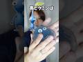 【種のうた】ピクミンを食べてみた編【ピクミンの歌】 #shorts #pikmin #ピクミン