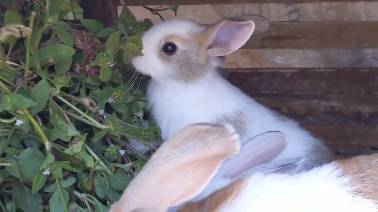 🐰🐰🐰Let me show you how the kittens are starting to eat grass 🐰🐰🐰