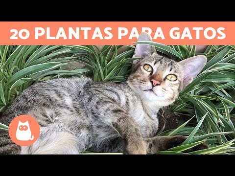 Video: Hierba Para Gatos: Tipos, Beneficios, Cómo Cultivarla En Casa, Cuál Es Mejor Elegir, Cómo Destetar A Un Animal De Comer Otras Plantas