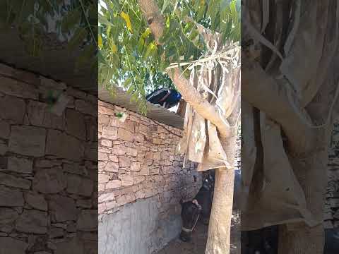 बंडल से मोर कारेस्क्यू मुकेश स्नेक कैचर टीम जायल 🐍🐉 9783364580
