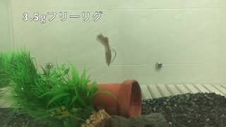 ドライブビーバー４インチのインプレと２つの使い方をチェックしました ワーム部