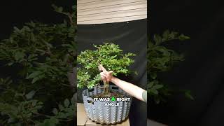 Famous Ultimate Bonsai Pruning Tip for Direction & Ramification Net Worth