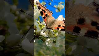Erfly Feeding On Prunus Salicina, Commonly Called The Japanese Plum Or Chinese Plum