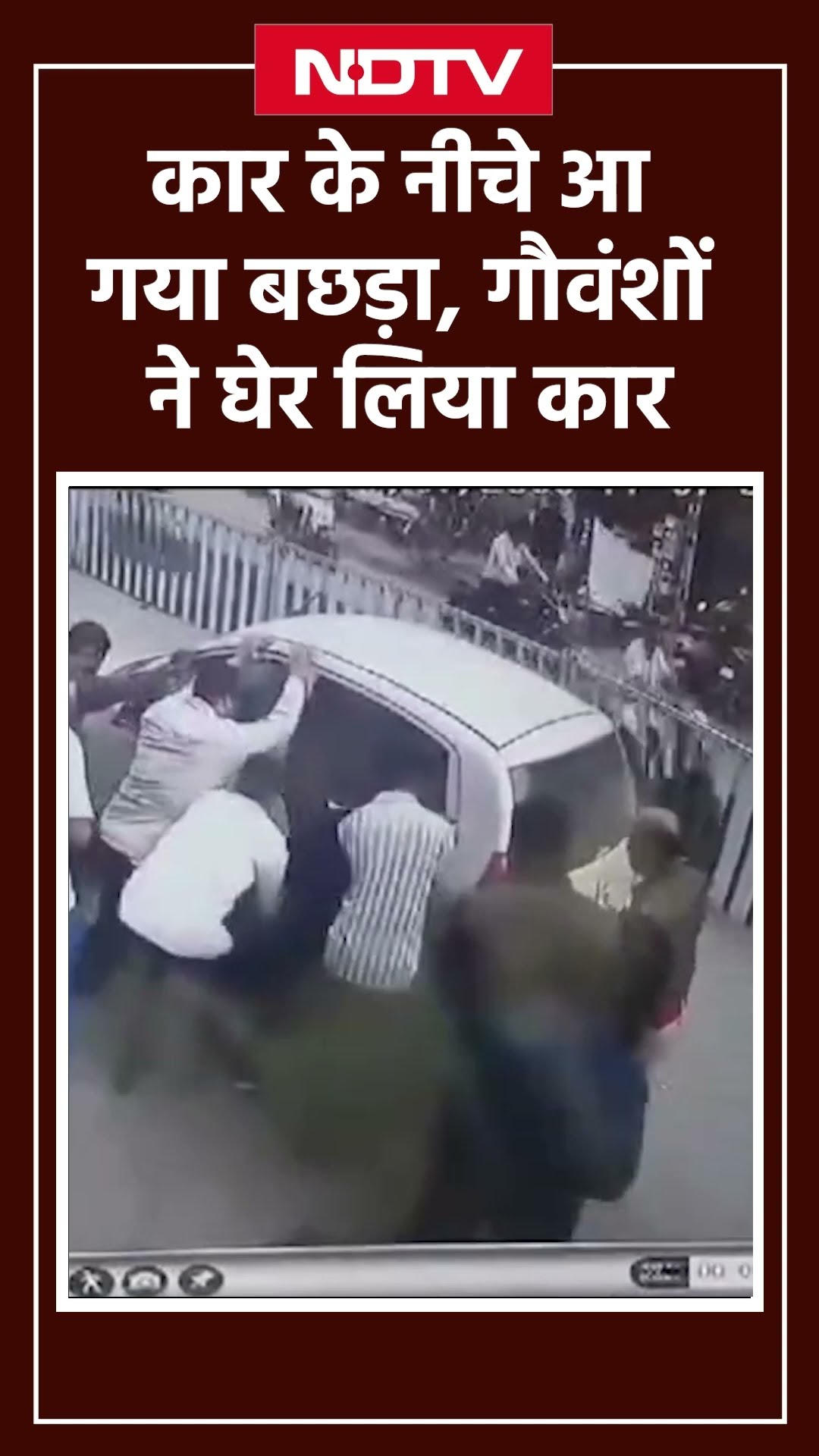 Car के नीचे आ गया बछड़ा, फिर गौवंशों ने जो किया वो छू लेगा आपका दिल, देखें Viral Video |Chhattisgarh