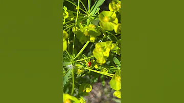Montana Spring #ladybug #happy #flowers #spring #nature #relaxing #shorts #short #calming #outdoors