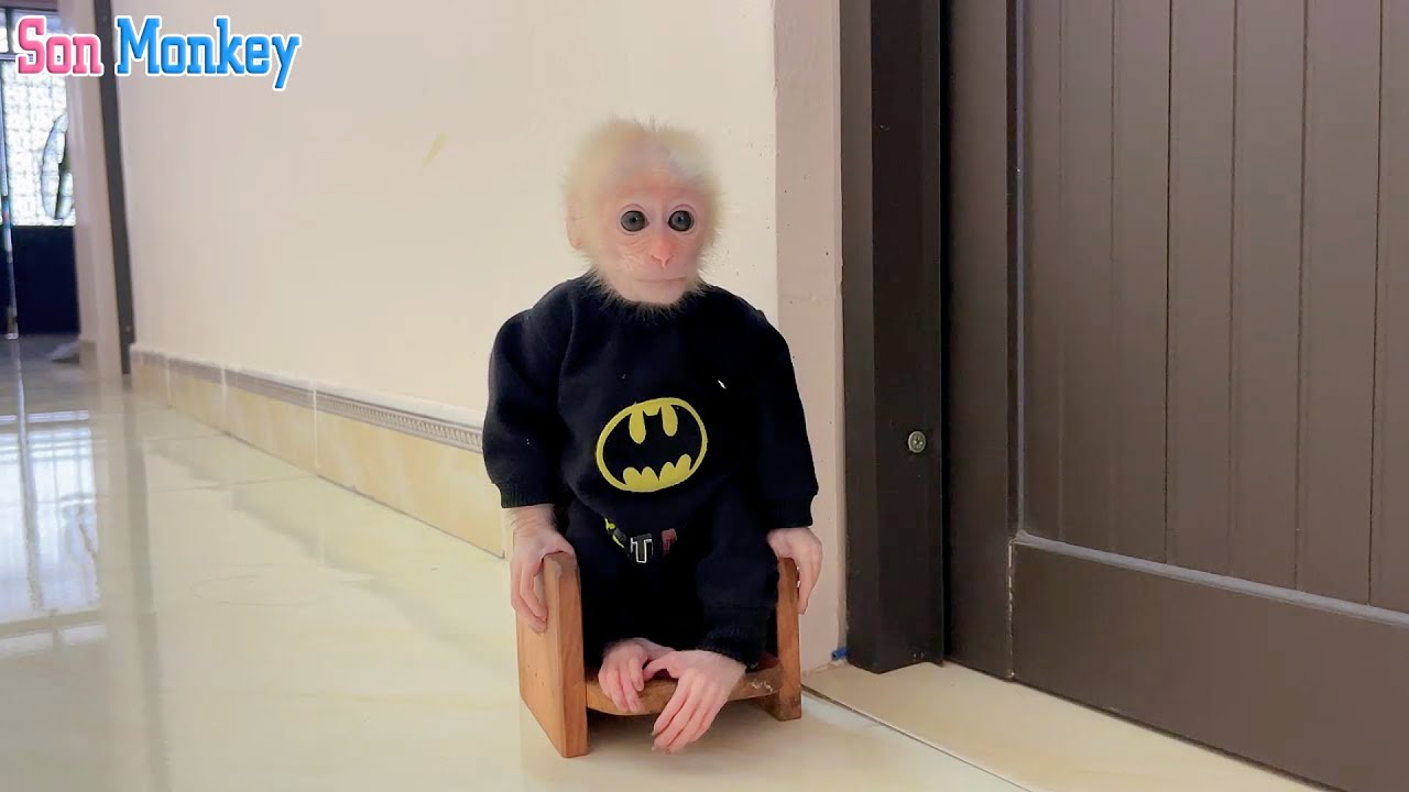 Why was the baby monkey punished by his father and not allowed to go into the room? - Son Monkey