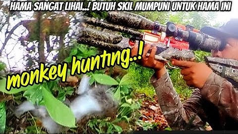 BERBURU MONYET SENDIRIAN DI LADANG PETANI SAMPAI GELAP 🚫 MONKEY HUNTING