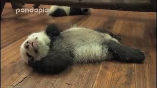 Baby Zhima(sesame) about 3 months old 🐼🐼|Cute Panda Baby | Panda HappyLand| Panda HappyLand