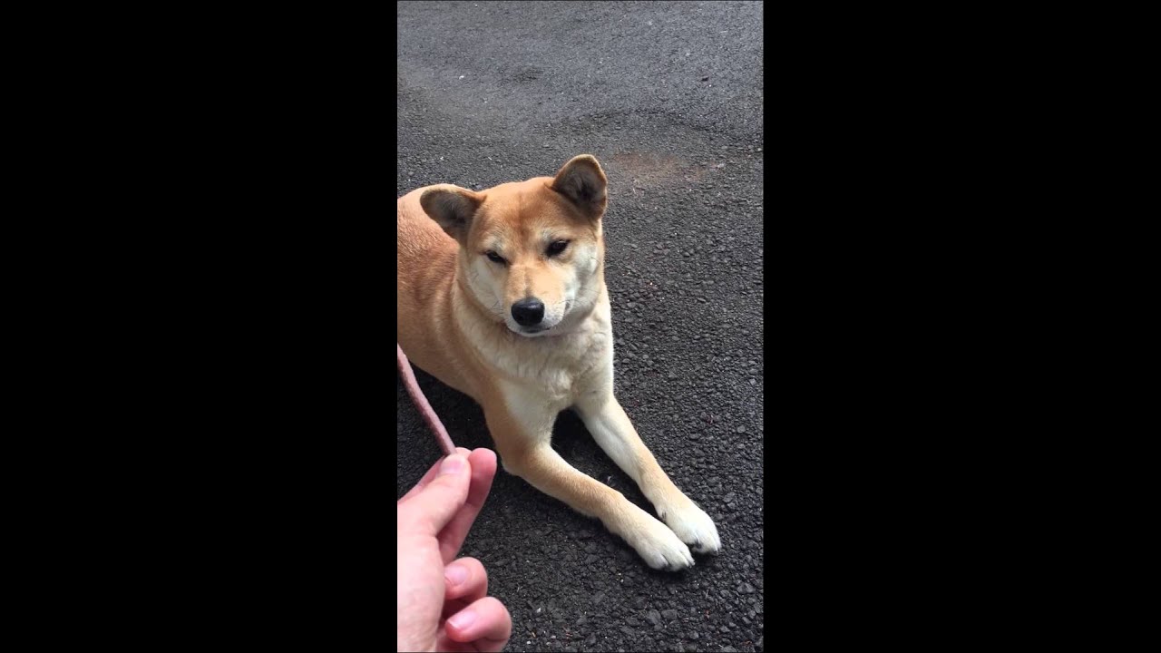 犬 おやつを目の前によだれが Youtube 犬 おやつを目の前によだれが Youtube