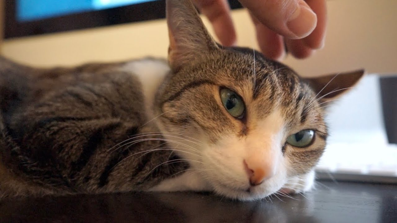 撫でるよ撫でるよと見せかけて撫でると猫が喜ぶ説 Youtube