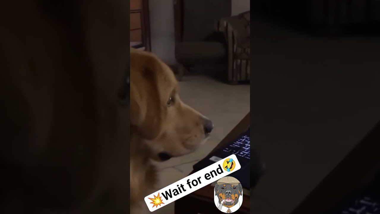 #dog#dogtraining#viral#viralvideo #belgianmalinois#workingdog #doglife#boost#mrbeast#shortsfeed