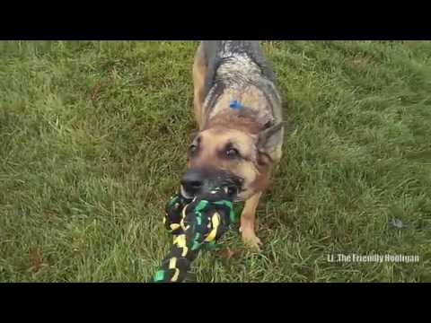My dog is a poor sport! +BATMAN!