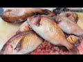 Usual work scene How to filet Red Sea Bream [How to handle] Easy