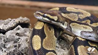 Wild Facts - Ball Python by John Ball Zoo 357 views 2 years ago 1 minute, 20 seconds