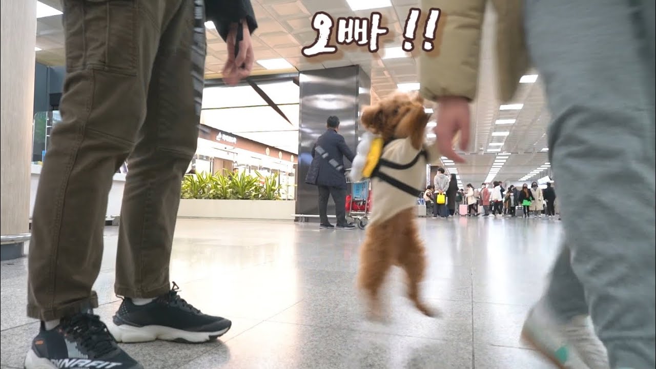 찐 애교 많은 강아지 제주도 애견동반 여행 데려갔더니.. 아주 좋아 미쳤습니다.ㅋㅋㅋ  (제주도 애견동반 여행 풀코스 총정리 |제주 애견동반맛집|카페|숙소|애견동반 비행기 탑승기)