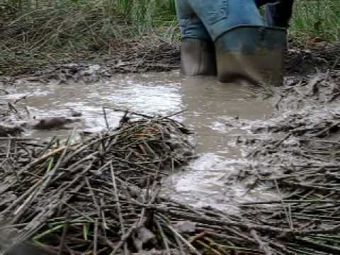 waders in deep mud - YouTube