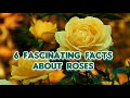 6 fascinating facts about roses