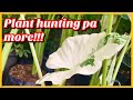 PART 4: PLANT HUNTING PA MORE!! (RBR LAGUNA GARDENS) ♥ | Love And Vhon Vlogs