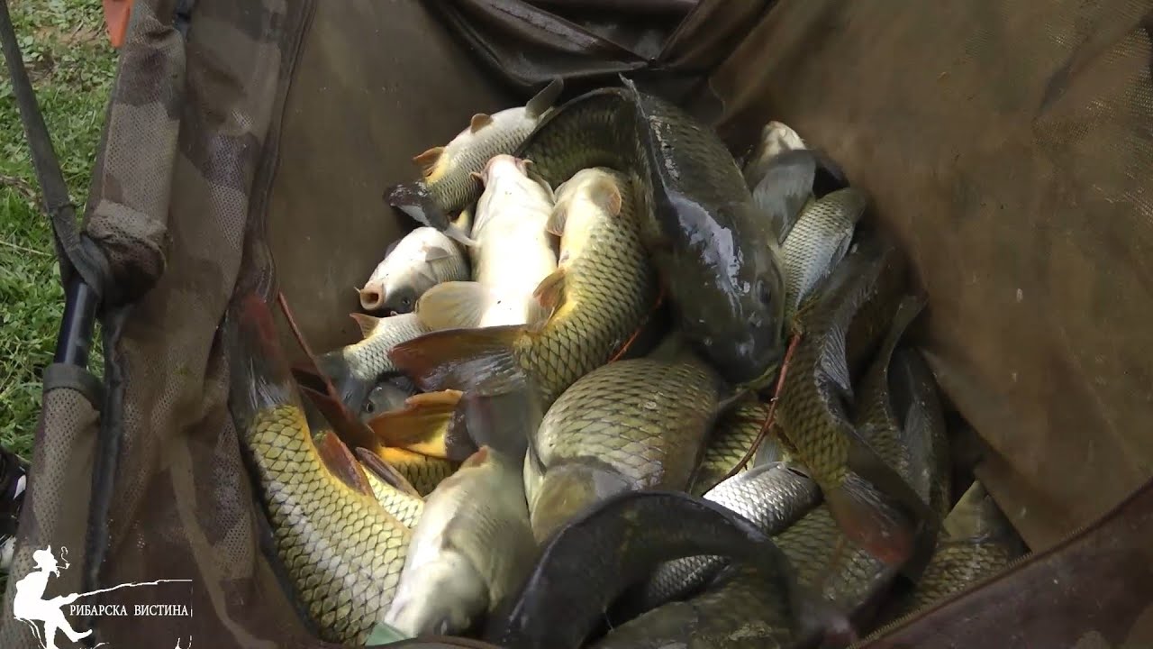 🎣 Фидер магија на Осломеј – точноста носи улов!  МК #feeder