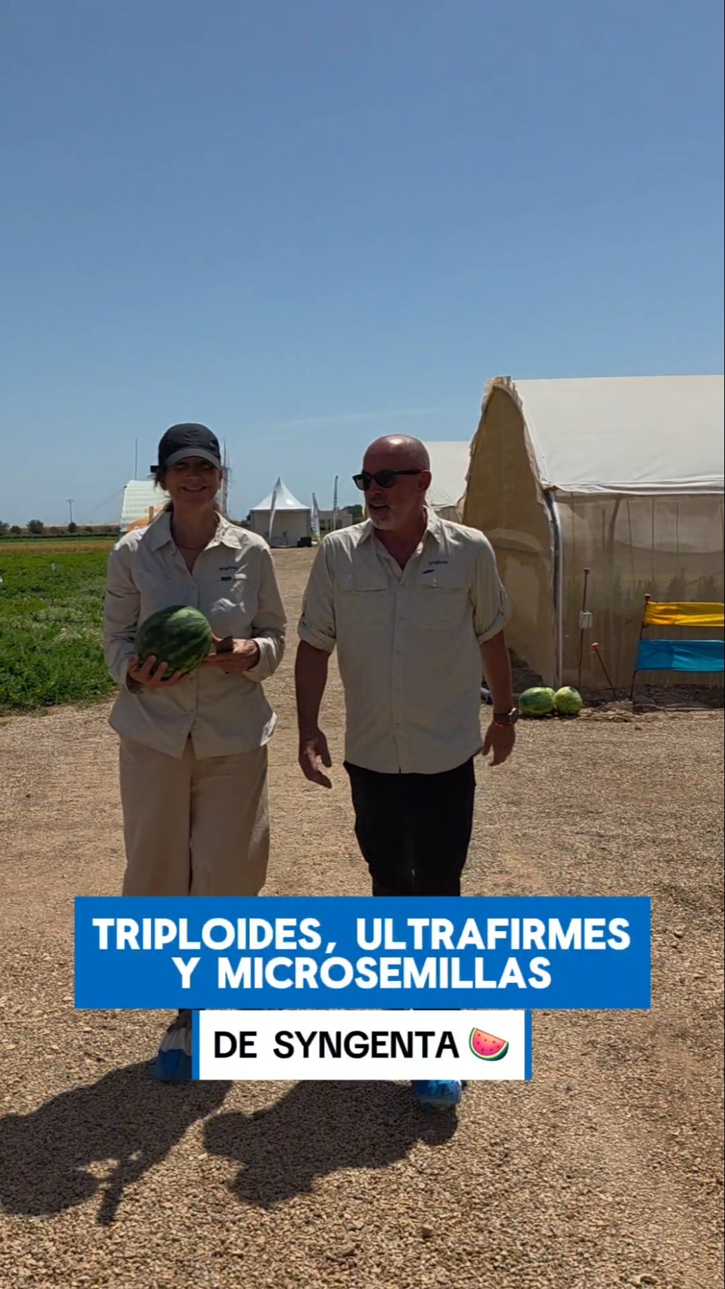 Triploides, ultrafirmes y microsemillas de Syngenta