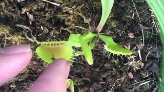 Hand feeding my b52 Venus Flytrap