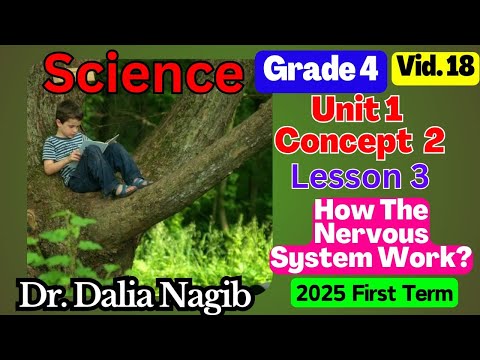 العلوم الصف الرابع الفصل الدراسي الأول 2020 الصف الرابع الصف الخامس الصف السادس الصف الساب العلوم الصف الرابع الفصل الدراسي الأول 2020 الصف الرابع الصف الخامس الصف السادس الصف الساب