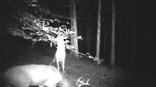 Wide 9 w/ young 7 pt