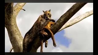 Dinofelis attacks a Australopithecus.-Walking With Beast (2001)